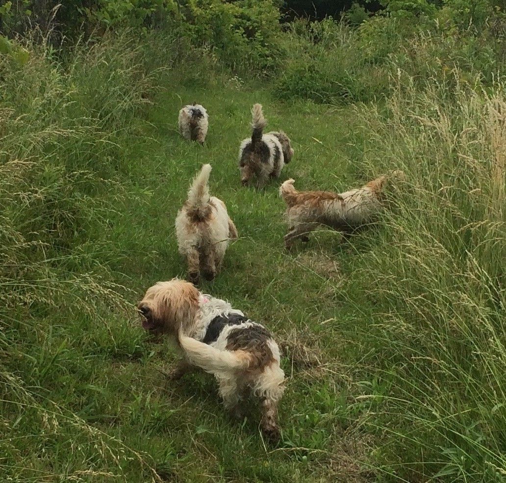A Fine Rabbit Hunter